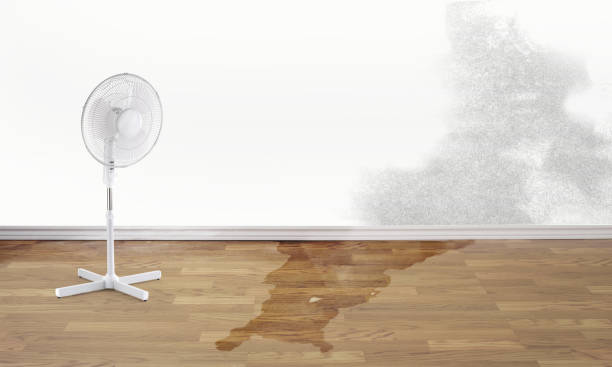 Best Mold removal after water damage  in Houghton, NY